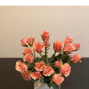 Meet your Posher, Dina